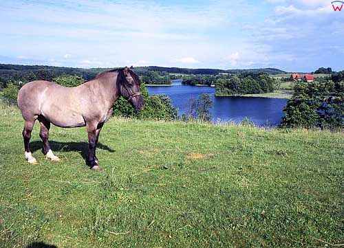 Jezioro Narie. Koń.