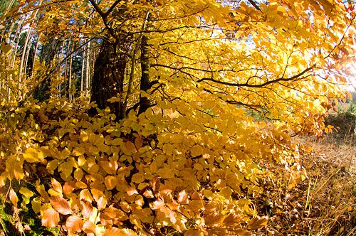 Warm-Maz. Pejzaz jesienny.