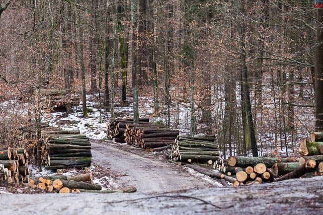 Okolica Biskupca, 21.02.2017 r. Na skutek zmian nowelizacji ustawy o ochronie przyrody i o lasach  na Warmii trwa intensywna wycinka drzew. EU, Pl, Warm-Maz.