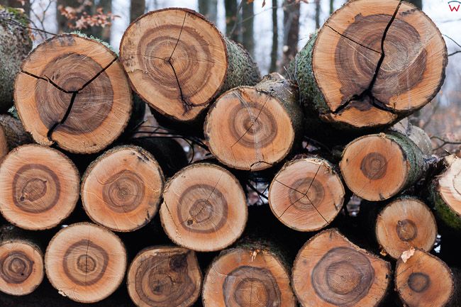 Okolica Biskupca, 21.02.2017 r. Na skutek zmian nowelizacji ustawy o ochronie przyrody i o lasach  na Warmii trwa intensywna wycinka drzew. EU, Pl, Warm-Maz.