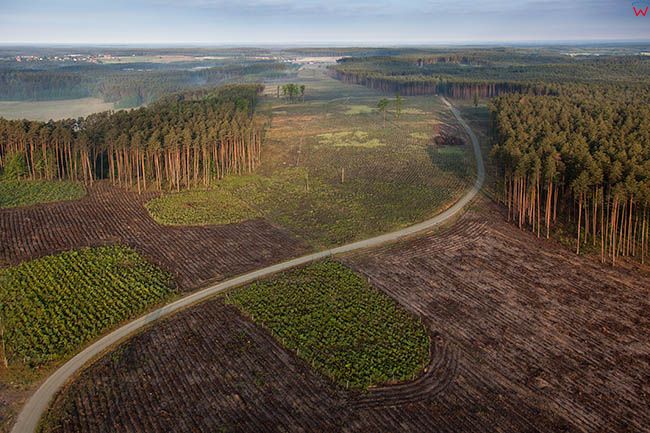 Wdecki Park Krajobrazowy - Wygoda, obszar spustoszony przez trabe powietrzna z lipca 2012 r.. EU, PL, Kujawsko-Pomorskie.