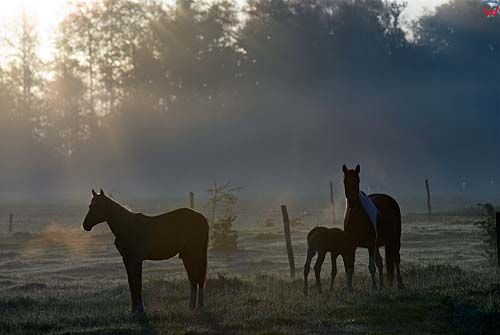 Konie w Mazurskim Parku Krajobrazowym.