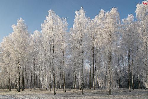 Warm-Maz. Las brzozowy zima.