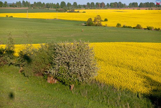 Pejzaz okolicy Barcian. EU, Pl, warm-maz, LOTNICZE.