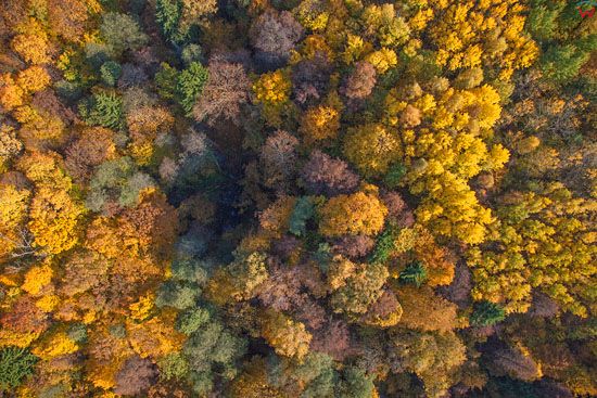 Jesien na Warmii, lasy w okolicy Kolna, EU, Pl, Warm-Maz. LOTNICZE.