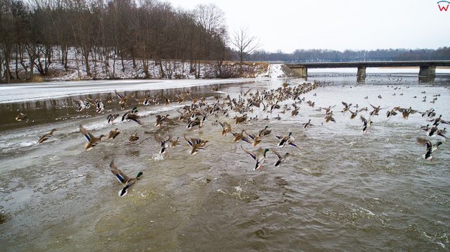 Jezioro Pierzchalskie, ptactwo zimowa pora. EU, Pl, warm-maz. Lotnicze.