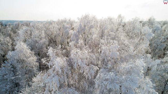 Zima, oszronione drzewa w okolicy Elblaga. EU, PL, Warm-maz. Lotnicze.