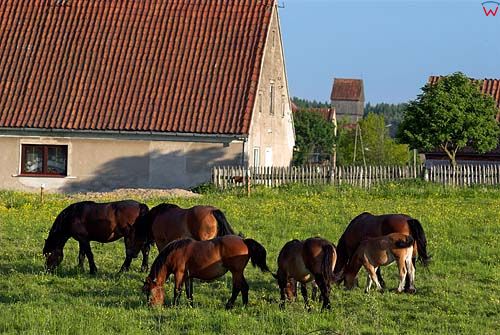 Konie na pastwisku we wsi Piotraszewo.