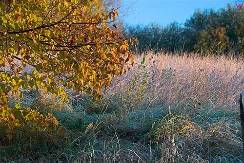 Jesienny, poranny szron.