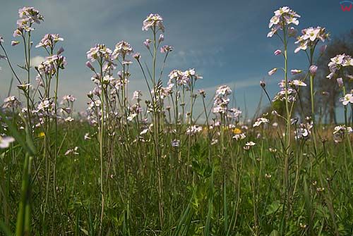 Rzezucha lakowa (cardamine pratensis)