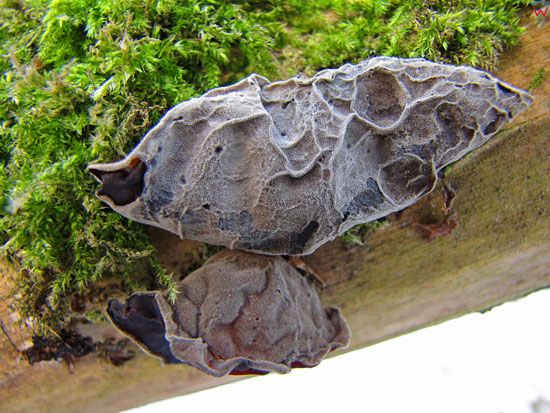 Uszak bzowy; Auricularia auricula-judae; ucho bzowe; grzyby mun, gatunek; grzyby nadrzewne; podstawczaki
