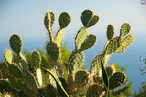 Kaktus (cactaceae).