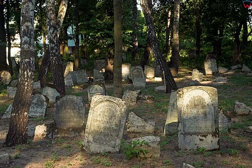 Macwy na cmentarzu żydowskim w Szczebrzeszynie
