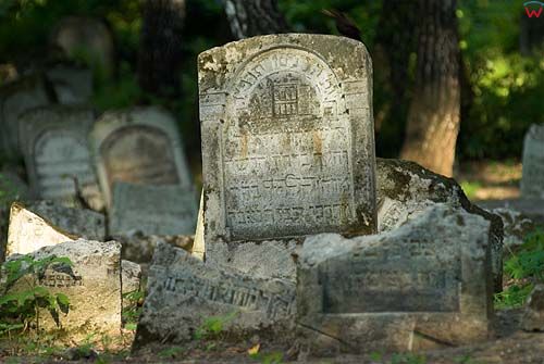 Macwy na cmentarzu żydowskim w Szczebrzeszynie