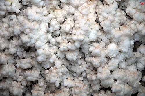 Kalafior-naciek solny w kopali soli w Bochni