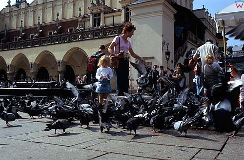 Kraków, gołębie na rynku