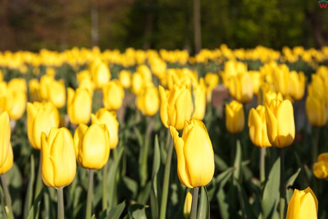 Wilanow, tulipany w ogrodach palacowych. EU, PL. Mazowieckie.