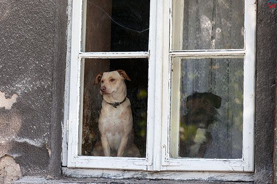 Lipno, psy w oknie spogladaja na ulice. EU, PL, Kujaw-Pom.