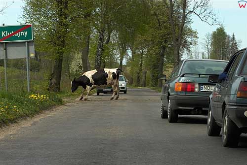 Krowa na jezdni.