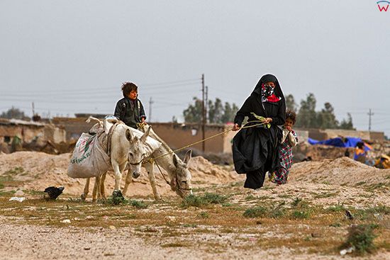 Irak, bliska okolica Karbali. Kobieta z dziecmi prowadzaca osla.