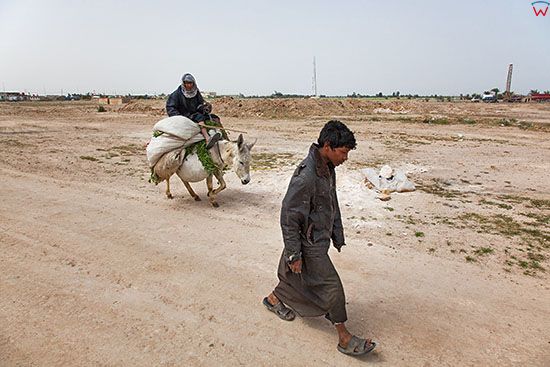 Irak, bliska okolica Karbali. Mezczyzna na osle sluzacym jako srodek transportu ludzi i towaru.