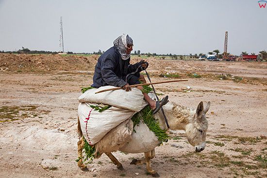 Irak, bliska okolica Karbali. Mezczyzna na osle sluzacym jako srodek transportu ludzi i towaru.