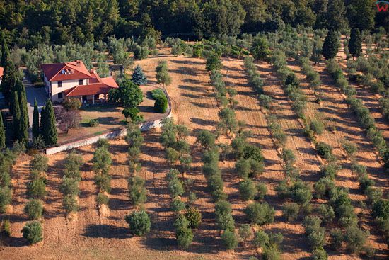 Gaj oliwny w okolicy Santa Barbara. EU, Italia, Toskania/Arezzo. LOTNICZE.