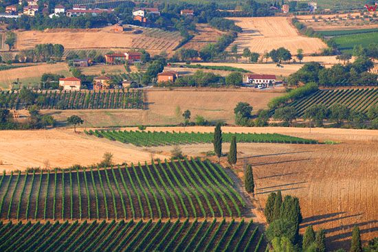Winnice w okolicy Pino. EU, Italia, Toskania. LOTNICZE.