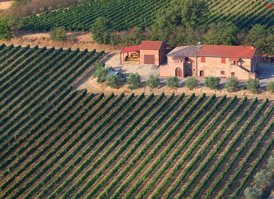 Winnice okolicy Montepulciano. EU, Italia, Toskania. LOTNICZE.